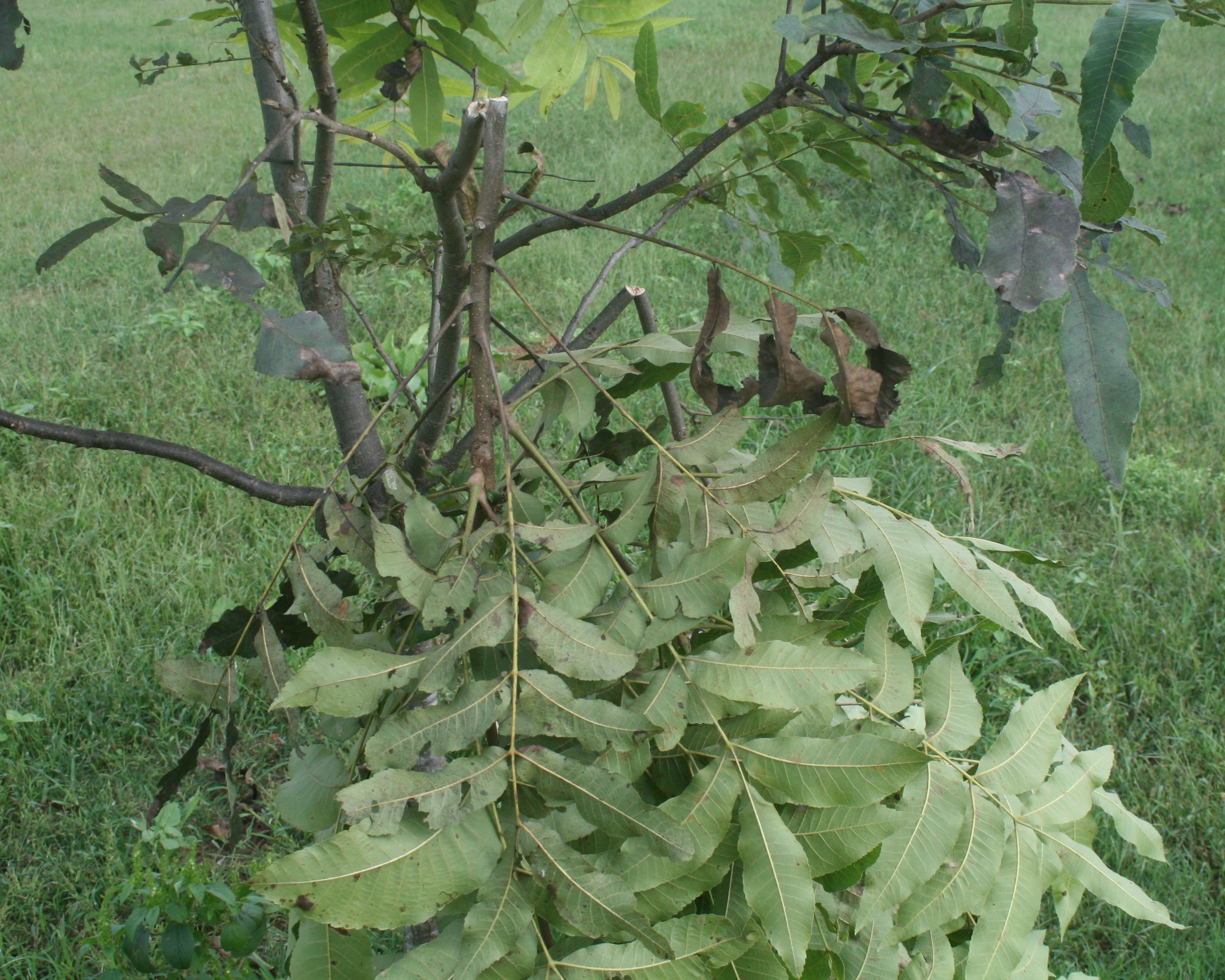 Twig Girdler damage